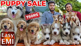 PUPPIES For Sales Delivery Available  Puppys Price List  Kennel in Tamilnadu  Namma MKG puppies [upl. by Dustie]