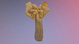 helvella crispa highpoly mushroom [upl. by Adoree]