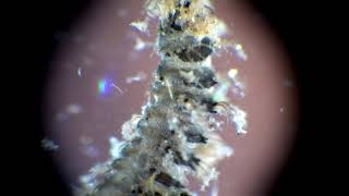 Psychodidae larva which one [upl. by Ytineres]