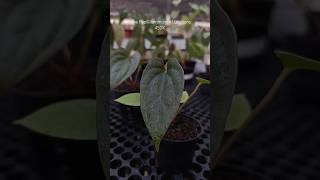 Blue Papi x Luxurians plants anthuriumindonesia tanamanhias plantlover plantlover [upl. by Hayse]