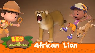 African Lion  A Trapped Lioness Can Leo Help  BIG CATS  Leo the Wildlife Ranger  For Kids [upl. by Aneehsyt]