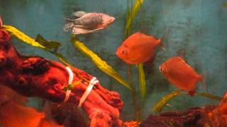 First video My 75 gallon tank Silver dollars AND Plants [upl. by Lavud]