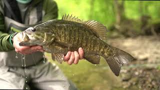 Smallmouth In Oswego County NY [upl. by Ahsitauq340]