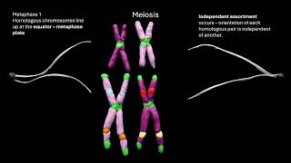 meiosis OCR A ALevel Biology Revision Module 216 Cell division [upl. by Farmann]