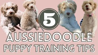 5 Aussiedoodle Puppy Training Tips That Helped Us [upl. by Hemminger]