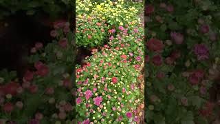 Buatyfull gardening flowers you tube video likesharesubscribe [upl. by Hgielime]