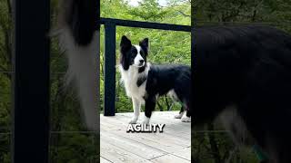 Border Collie Dog Breed dogbreed puppy pets dog cutedog [upl. by Akinnor]