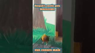 quotBeautiful Male Sun Conure Ready for a New Homequot Pets Rajahmundry 9642221001 [upl. by Oinigih]