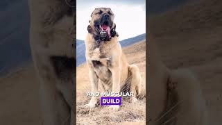 Kangal vs Wild Boar  Will Kangal Beat [upl. by Marb]