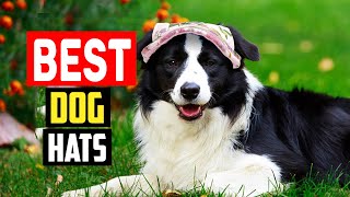 Top 5 Best Dog Hats in 2023 [upl. by Couchman]