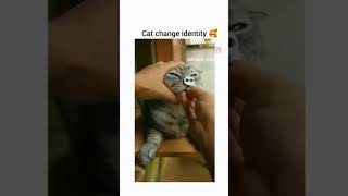 Cat turn into rabbit 🤣😂 [upl. by Aehsa]