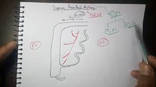 Abdominal Aorta 4 Superior Mesenteric Artery Branches  TCML [upl. by Roseanna]