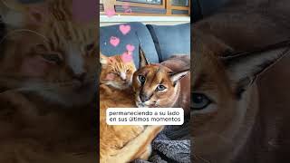 Gatito extraña a su madre 🐱❤️ love animals animales shorts shortviral [upl. by Graaf]