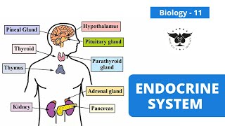 Endocrine System  Biology 11  MCAT ACE [upl. by Arline]