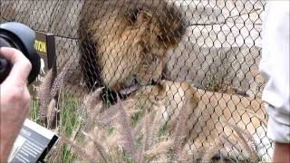 Lion Sprays Guests at the San Diego Zoo Elephant Odyssey [upl. by Bigford]