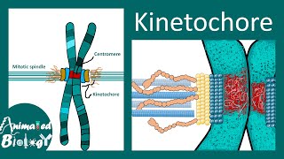 Kinetochore  Structure and Function  Molecular biology [upl. by Shaeffer]