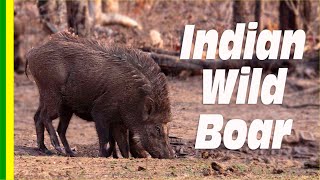 The Indian Boar Sus scrofa cristatus  facts and details [upl. by Aisekal]