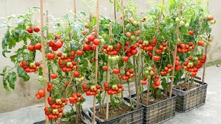 The easiest and most fruitful way to grow tomatoes at home for beginners [upl. by Mossman]