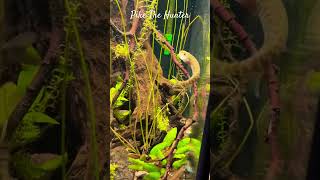 MMA Shorts  Pike Fish The Hunter  Pikes northernpike aggressivefish monsterfish aquariumfish [upl. by Ahsienar]