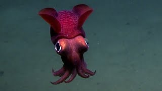 Facts The Bobtail Squid [upl. by Naj]