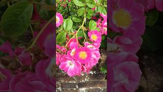 Single petel Rose plants ⚡⚡flowers nature rose garden gardening youtubeshorts viralshorts yt [upl. by Dafodil]