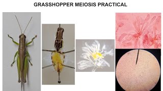 GRASSHOPPER MEIOSIS PRACTICAL [upl. by Idnaj]