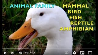 ANIMAL FAMILY  MAMMALS BIRDS FISH REPTILES AMPHIBIANS  EDUCATIONAL KIDS  Learn ENGLISH [upl. by Deeyn137]