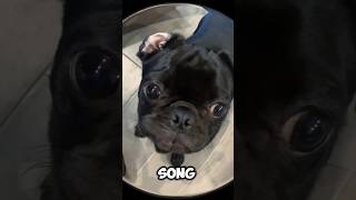 Song funnydog puggles dog pugg puppy puggy cute pugspugspugs cutedog frenchie cutepuppy [upl. by Scuram]