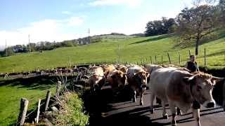 Vaches Aubrac de retour de la montagne [upl. by Adnwahsal]