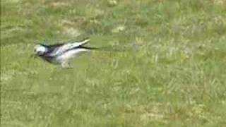 White Wagtail subspecies Pied wagtail [upl. by Zita]