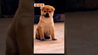 Love 💕 song music love lovesong tamil doglover [upl. by Mattheus]