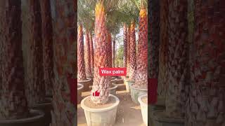 Big copernicia palm copernicia palm in pots plants shorts [upl. by Eikcaj]