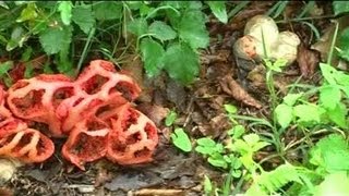 Insolite  Un champignon pas comme les autres Toulouse [upl. by Teplica]