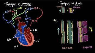 Transportation in humans amp plants  Life processes  Class 10 Biology  Khan Academy [upl. by Hanoj]