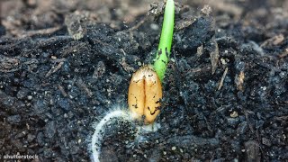 I Could Watch Time Lapses Of Seeds Growing All Day [upl. by Schlicher]