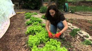 Harvesting Lettuce [upl. by Coney]