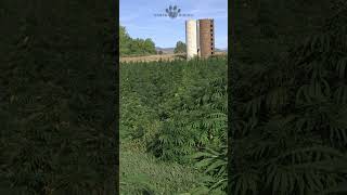 Organic Hemp Farm in Colorado  Earth Buddy CBD for Dogs amp Cats [upl. by Adnalue]