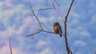 Asian barred owlet from Himachal Pradesh  4K [upl. by Keil]