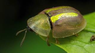 ¡IMPRESIONANTE Escarabajo Tortuga Dorado ¡Un escarabajo que brilla como si fuera de oro puro [upl. by Mini]