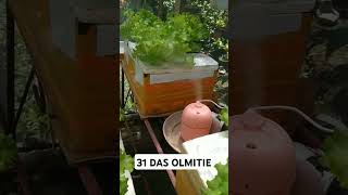 checkout my hydroponically grown hydroponics kratkymethod lettucegrow thankyouforwatching [upl. by Nnaeiluj]