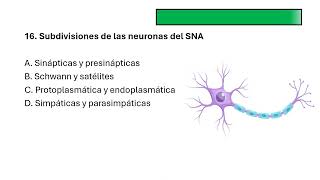 Preguntas del sistema nervioso [upl. by Joy831]