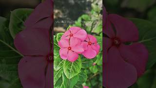 Madagascar periwinkle Cape periwinkle Bright eyes Pink periwinkle beauty Flowers garden short [upl. by Yennor]