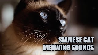 Siamese Cat Meowing Sounds 🐱 Siamese Cat Noises [upl. by Dnama]