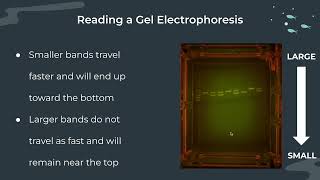 Gel Electrophoresis Notes [upl. by Pressman]