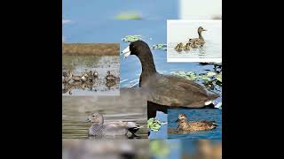 coot callteal with moorhen [upl. by Radley]