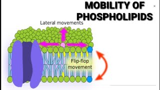 phospholipid movement flip flop movement rotational movementflexusmobility of plasma membrane [upl. by Moneta]