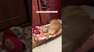 Doggy Ne Kya Kiya 😀🤣 shorts viralvideo comedy funny youtubeshorts [upl. by Riorsson]