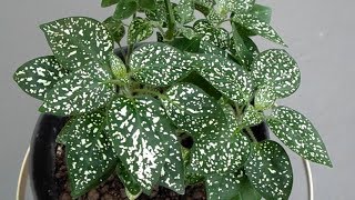 Polka dot plant  Hypoestes phyllostachya [upl. by Alamaj]