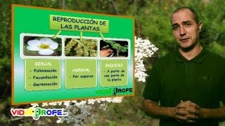 07 La reproducción de las plantas 5º Conocimiento del Medio Videoprofenet [upl. by Hoebart]