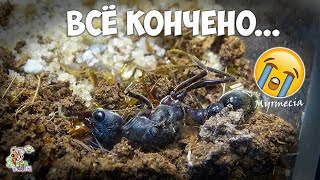 Мирмеции больше нет ● Myrmecia pyriformis [upl. by Obrien]